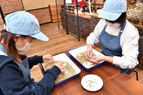 ハンドピック作業